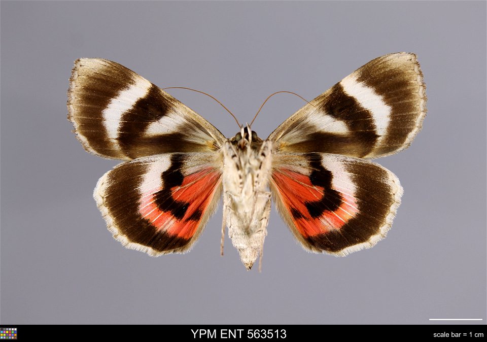 Yale Peabody Museum, Entomology Division Catalog #: YPM ENT 563513 Taxon: Catocala electa (Vieweg) (ventral) Family: Erebidae Taxon Remarks: Animals and Plants: Invertebrates - Insects Collector: John photo