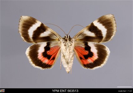 Yale Peabody Museum, Entomology Division
Catalog #: YPM ENT 563513
Taxon: Catocala electa (Vieweg) (ventral)
Family: Erebidae
Taxon Remarks: Animals and Plants: Invertebrates - Insects
Collector: John