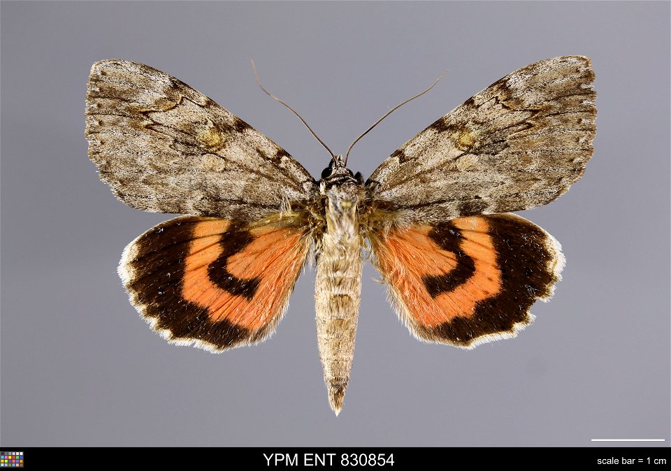 Yale Peabody Museum, Entomology Division Catalog #: YPM ENT 830854 Taxon: Catocala electa (Vieweg) (dorsal) Family: Erebidae Taxon Remarks: Animals and Plants: Invertebrates - Insects Collector: T Kan photo