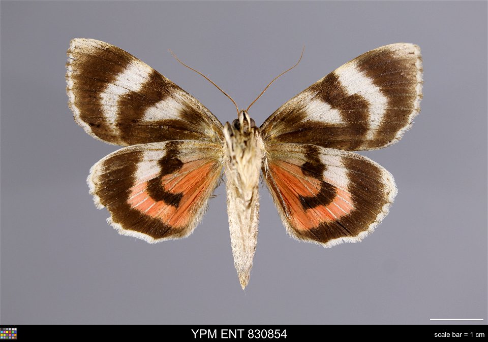 Yale Peabody Museum, Entomology Division
Catalog #: YPM ENT 830854
Taxon: Catocala electa (Vieweg) (ventral)
Family: Erebidae
Taxon Remarks: Animals and Plants: Invertebrates - Insects
Collector: T Ka