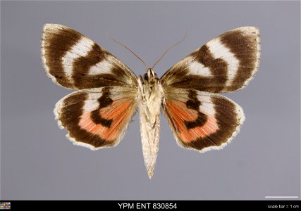 Yale Peabody Museum, Entomology Division
Catalog #: YPM ENT 830854
Taxon: Catocala electa (Vieweg) (ventral)
Family: Erebidae
Taxon Remarks: Animals and Plants: Invertebrates - Insects
Collector: T Ka
