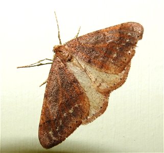 Agriopis marginaria