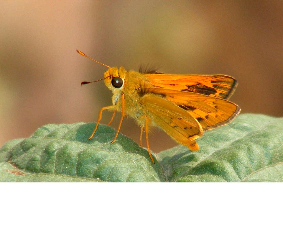 Pale Palm-Dart (Telicota colon)_male.