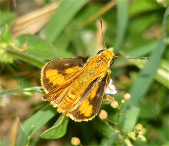 Pale Palm Dart_Telicota colon (male) photo