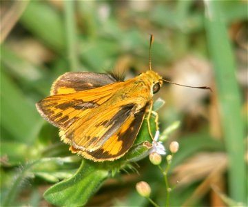 Pale Palm Dart_Telicota colon (male)