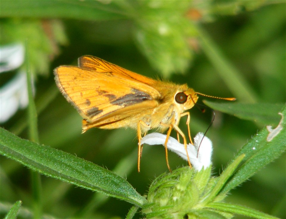 Pale Palm Dart_Telicota colon (male)