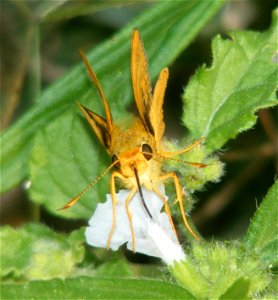 Pale Palm Dart_Telicota colon (male)