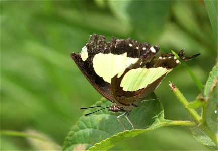 Charaxes agrarius Swinhoe, 1887 – Anomalous Nawab