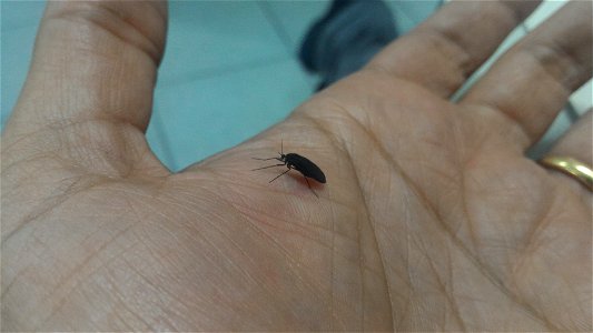 Rhynchosciara americana