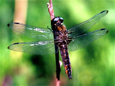 Libellula fulva