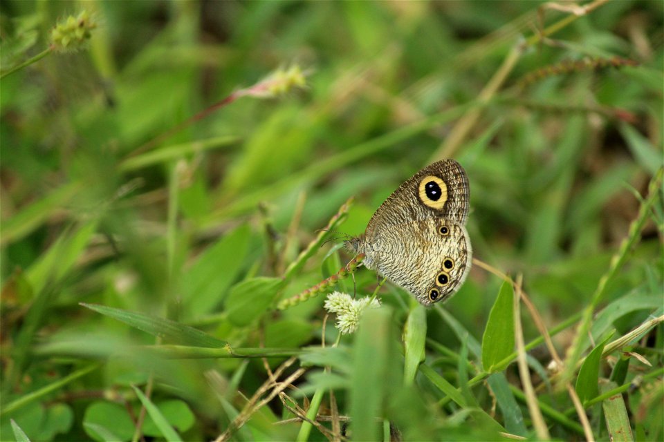 Ypthima ceylonica Hewitson, 1864 – White Four-ring