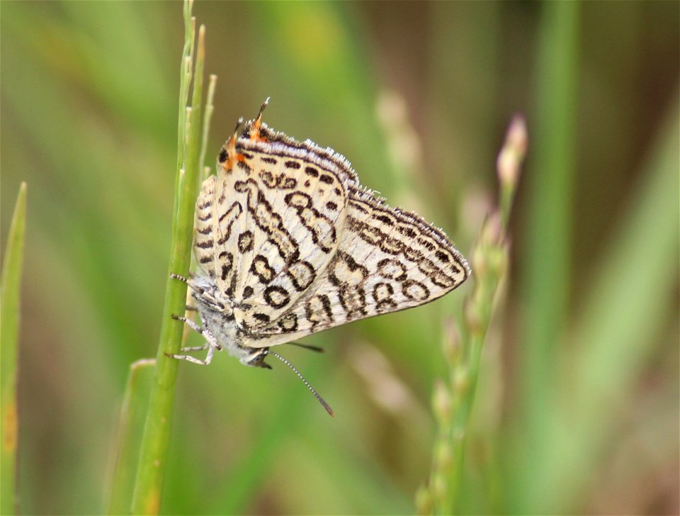 Apharitis lilacinus Moore, 1884 – Lilac Silverline
