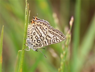 Apharitis lilacinus Moore, 1884 – Lilac Silverline
