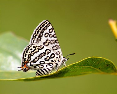 Apharitis lilacinus Moore, 1884 – Lilac Silverline