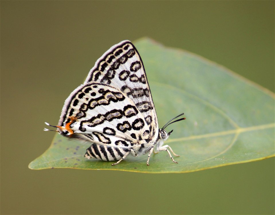 Apharitis lilacinus Moore, 1884 – Lilac Silverline