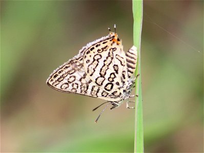 Apharitis lilacinus Moore, 1884 – Lilac Silverline