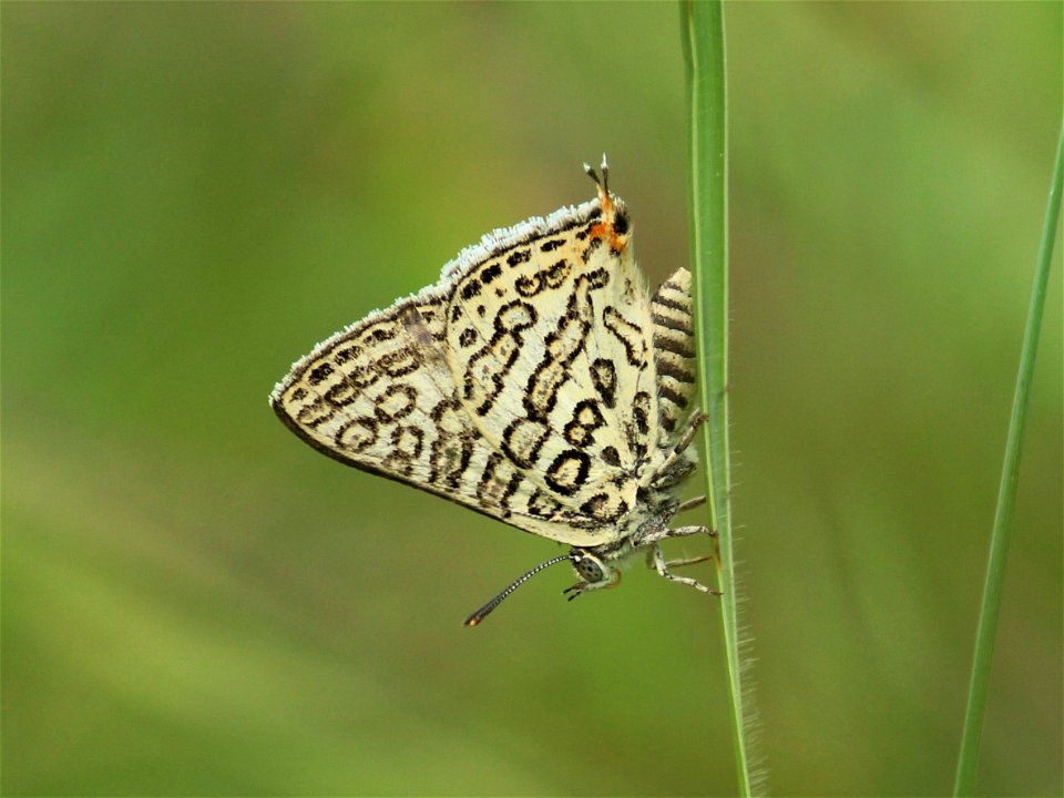 Apharitis lilacinus Moore, 1884 – Lilac Silverline