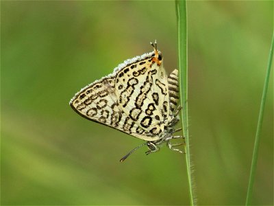 Apharitis lilacinus Moore, 1884 – Lilac Silverline