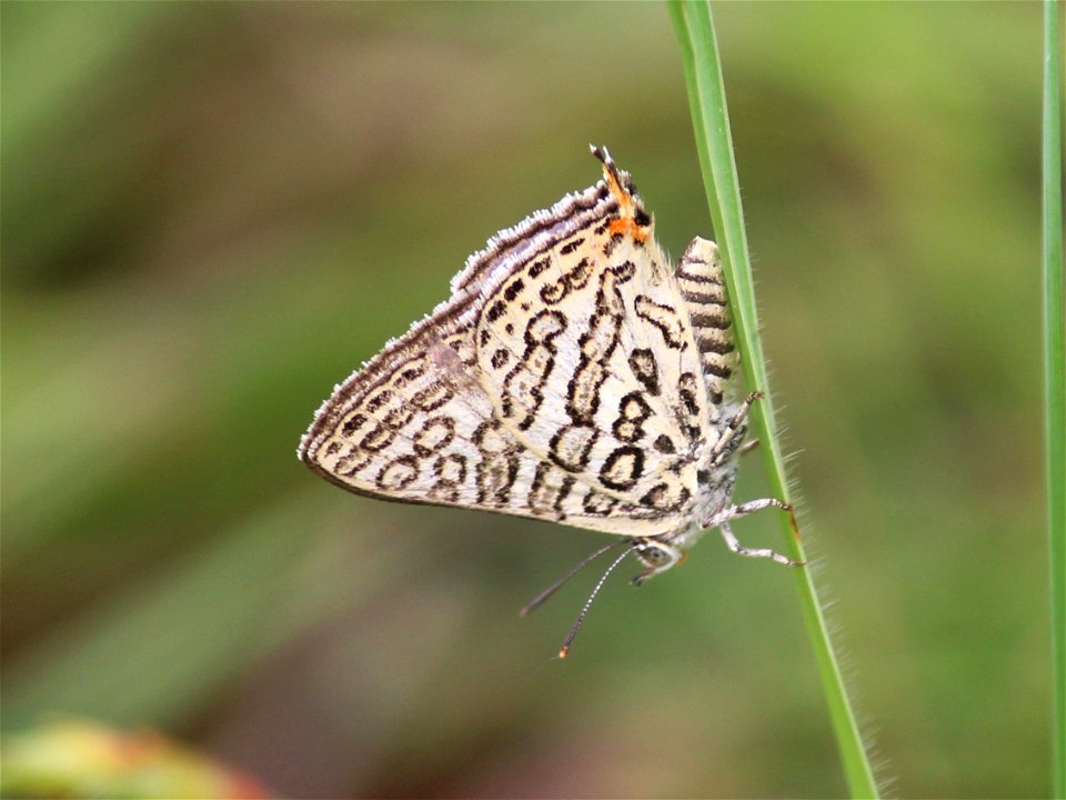 Apharitis lilacinus Moore, 1884 – Lilac Silverline