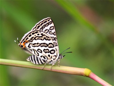 Apharitis lilacinus Moore, 1884 – Lilac Silverline