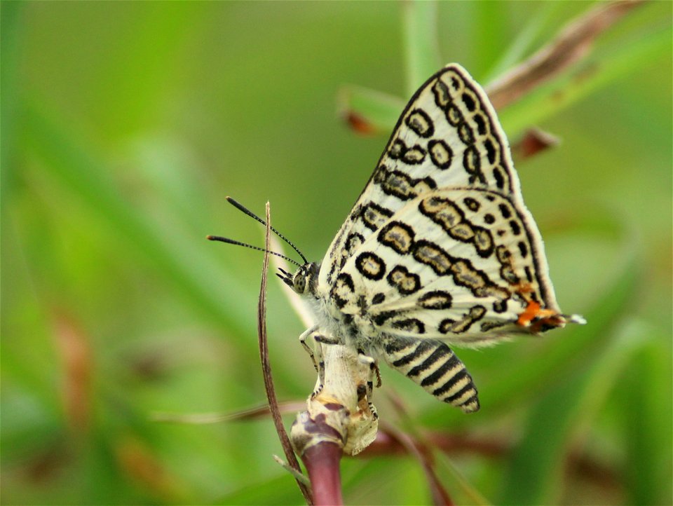 Apharitis lilacinus Moore, 1884 – Lilac Silverline