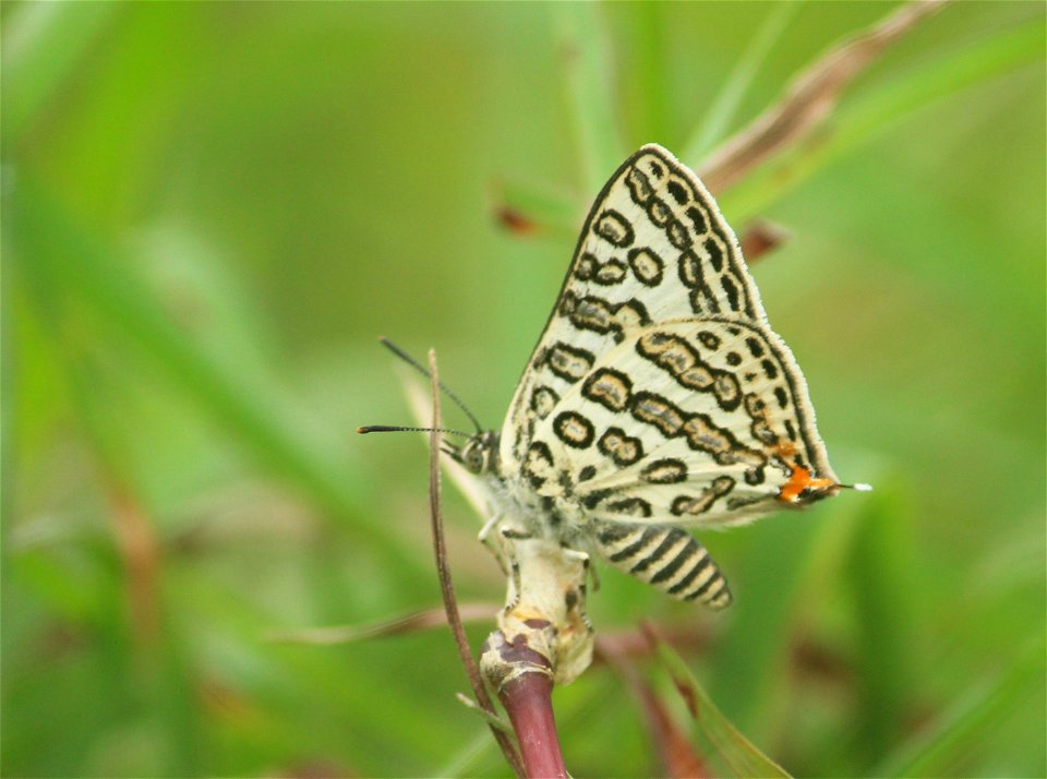 Apharitis lilacinus Moore, 1884 – Lilac Silverline