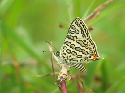 Apharitis lilacinus Moore, 1884 – Lilac Silverline