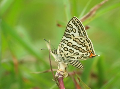 Apharitis lilacinus Moore, 1884 – Lilac Silverline photo