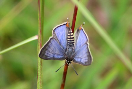 Apharitis lilacinus Moore, 1884 – Lilac Silverline