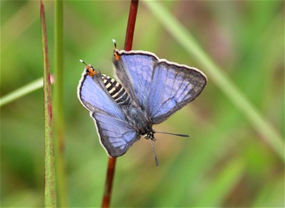 Apharitis lilacinus Moore, 1884 – Lilac Silverline