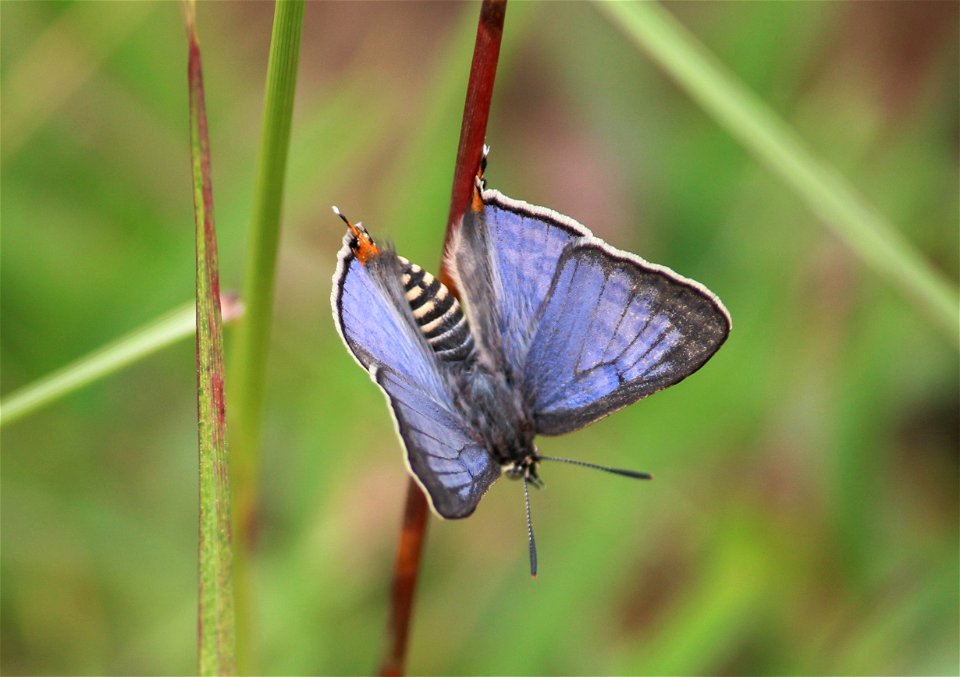 Apharitis lilacinus Moore, 1884 – Lilac Silverline