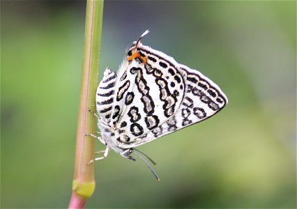 Apharitis lilacinus Moore, 1884 – Lilac Silverline (Female)