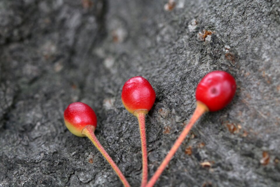 Cherry blossom plants fruit