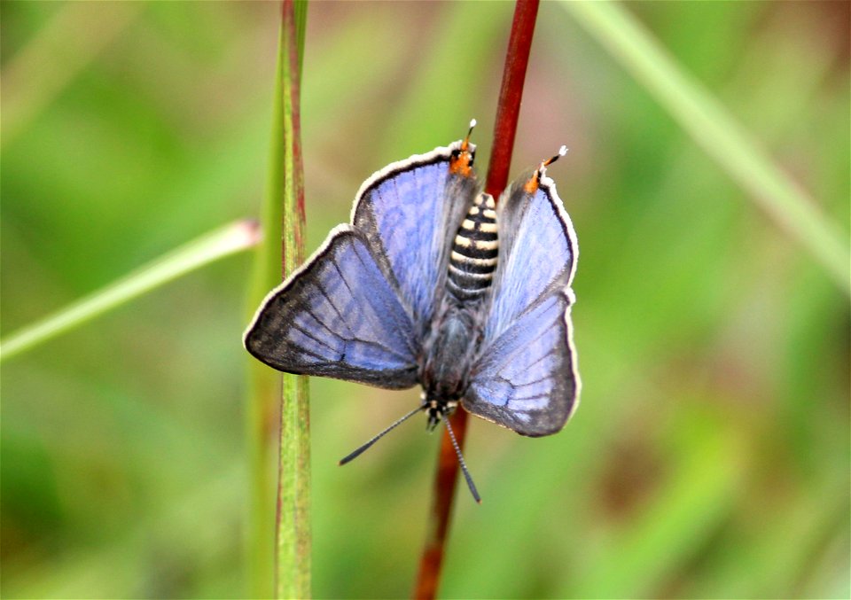 Apharitis lilacinus Moore, 1884 – Lilac Silverline (male)