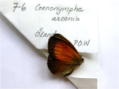 SWEDEN.  Ã–land,  SystEnt 2009, MPE 2010,  Exemplar,  <a href="http://nymphalidae.utu.fi/story.php?code=EW7-6" rel="nofollow">see in our database</a>