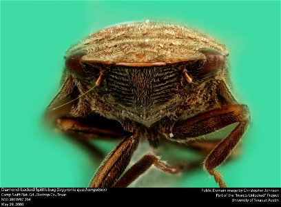 Diamond-backed Spittlebug (Lepyronia quadrangularis) Camp Swift Nat. Gd., Bastrop Co., Texas N30.300 W97.294 May 29, 2008 Public Domain image by Christopher Johnson Part of the "Insects Unlocked" Proj photo