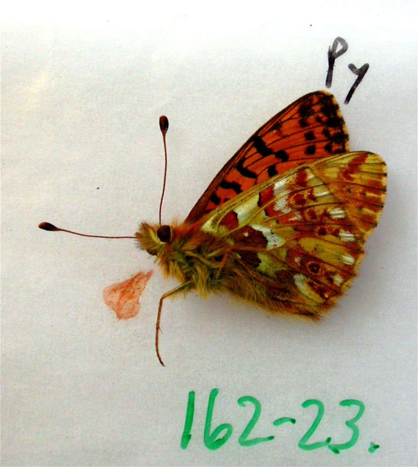 FRANCE.  Languedoc, Ariege 09, Ustou, Etang de la Hillette, 1800m,    <a href="http://nymphalidae.utu.fi/story.php?code=NW162-23" rel="nofollow">see in our database</a>