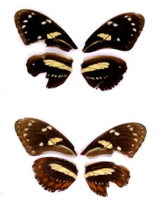 ECUADOR.  Pichincha, Pedro Vicente Maldonado,  Beltran et al 2007. BJLS, in press,  Exemplar,  <a href="http://nymphalidae.utu.fi/story.php?code=STRI-B-8127" rel="nofollow">see in our database&l
