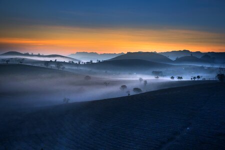 Tea frost province