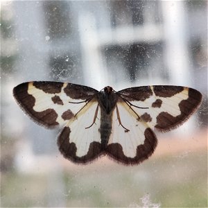 Clouded Border (Lomaspilis marginata)
