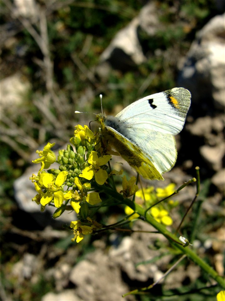 Zegris eupheme (Pieridae). Rivas Vaciamadrid, Madrid, España.