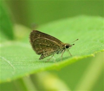 Aeromachus pygmaeus (Fabricius, 1775) – Pygmy Scrub Hopper photo