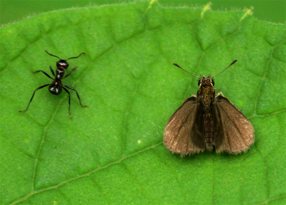 Aeromachus pygmaeus (Fabricius, 1775) – Pygmy Scrub Hopper photo