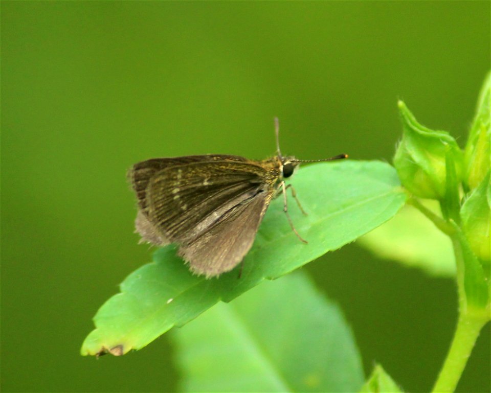 Aeromachus pygmaeus (Fabricius, 1775) – Pygmy Scrub Hopper