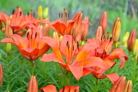 Bloom red petal