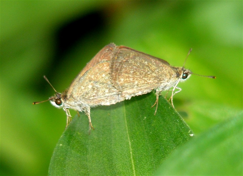 Pygmy Scrub Hopper_ Aeromachus pygmaeus