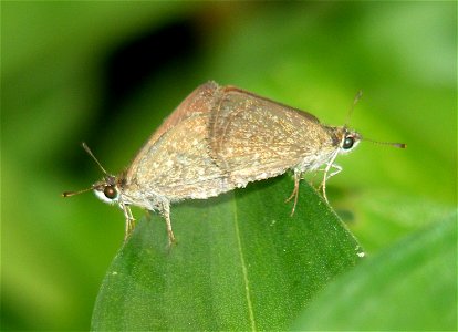 Pygmy Scrub Hopper_ Aeromachus pygmaeus photo