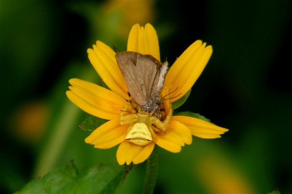 Caught by a crab spider