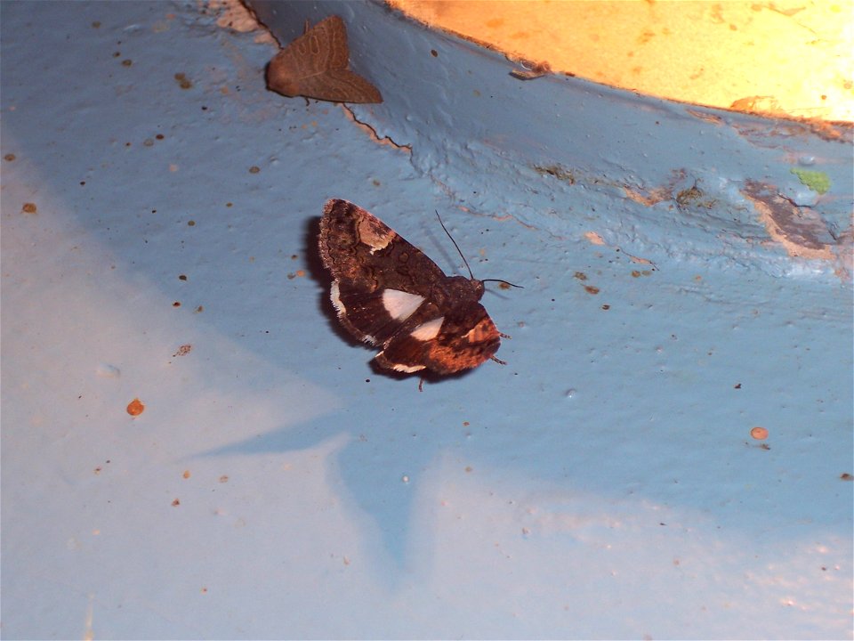 Aedia funesta, A butterfly, picture taken in Tbilissi, Georgia