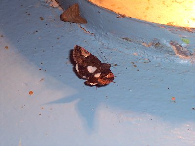 Aedia funesta, A butterfly, picture taken in Tbilissi, Georgia